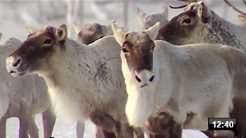 gas_caribous_1.jpg