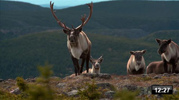Gas_caribou_video_decouverte.jpg