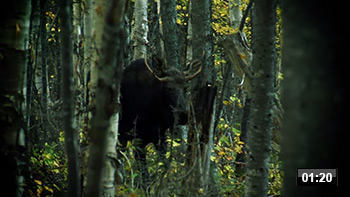 Chasse à l'orignal, 1 minute et 20 secondes