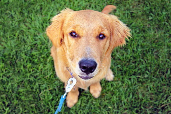 Image de Accès encadré pour les chiens.