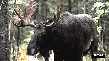 Chasse à l'orignal, 2 minutes et 41 secondes.