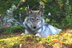 Image de «Les loups du parc national du Mont-Tremblant».