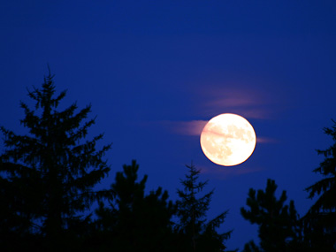 L'observation de la vie... sous la lune!