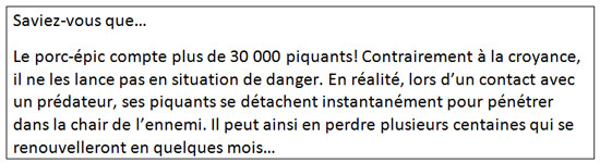 Saviez-vous que… Le porc-épic compte plus de 30 000 piquants! Contrairement à la croyance, il ne les lance pas en situation de danger. En réalité, lors d’un contact avec un prédateur, ses piquants se détachent instantanément pour pénétrer dans la chair de l’ennemi. Il peut ainsi en perdre plusieurs centaines qui se renouvelleront en quelques mois…  