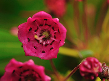 Kalmia à feuilles étroites