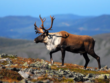 Caribou