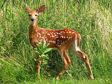 Cerf de Virginie