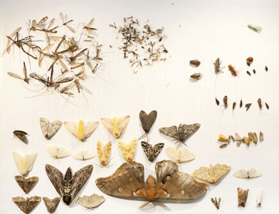 mme-insectes-texte-3