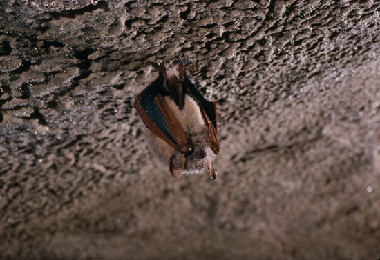 mor-chauves-souris-texte-1
