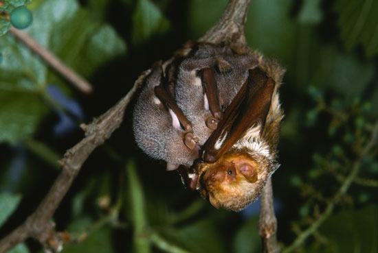 mor-chauves-souris-texte-5