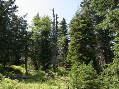 Montagnes de la Gaspésie